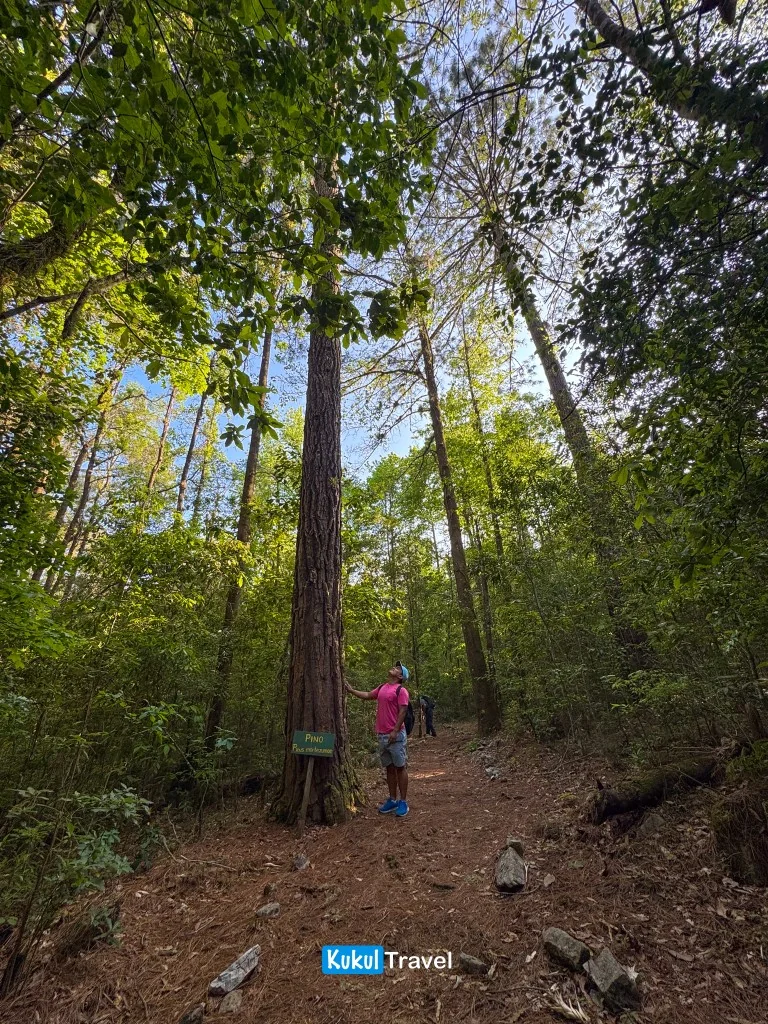 Sendero entre pinos de montaña en la Reserva de la Biosfera "El Cielo", Tamaulipas