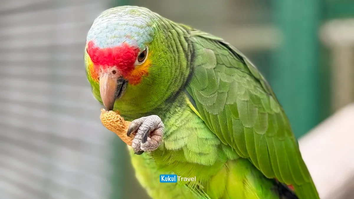 Loro verde con detalle de plumaje en primer plano, vida silvestre de la reserva "El Cielo"