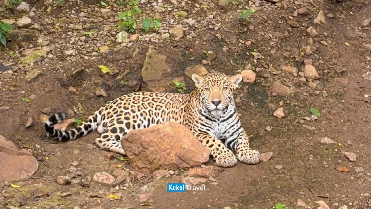 Jaguar bajo manejo educativo en el Centro Interpretativo Ecológico de la Biosfera El Cielo, Gómez Farías, Tamaulipas