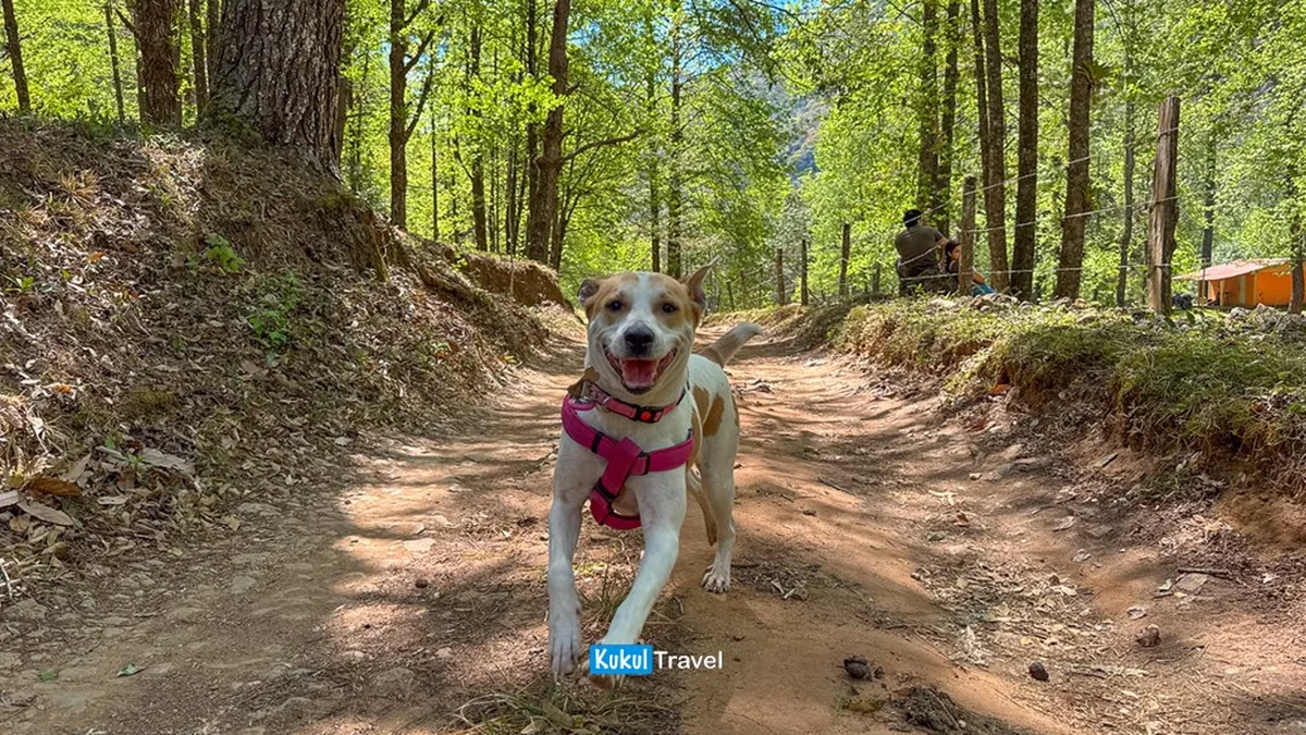 Familia y mascota en un sendero arbolado de "El Cielo", experiencia accesible para distintos viajeros