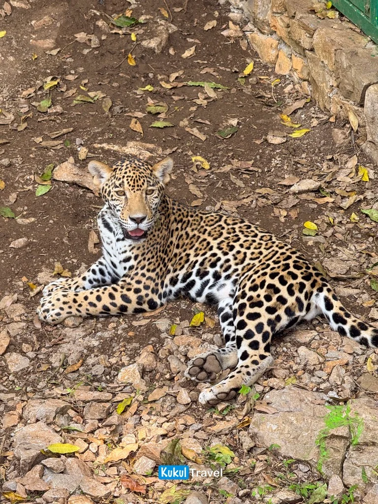 Jaguar como especie emblemática asociada a la Reserva de la Biosfera "El Cielo" en Tamaulipas